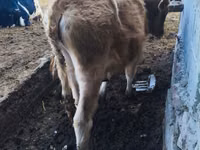 公牛, Russian Black pied cattle — 照片 6