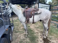 Kůň, Missouri foxtrotter — foto 3