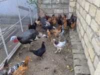 Chickens — foto 6