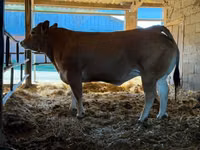 Сиыр, Partenaise cattle — 1-сурет