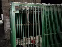 Metalkarkas heyvan qəfəsi / açıq hava volyeri - Material: tam metal — 照片 2