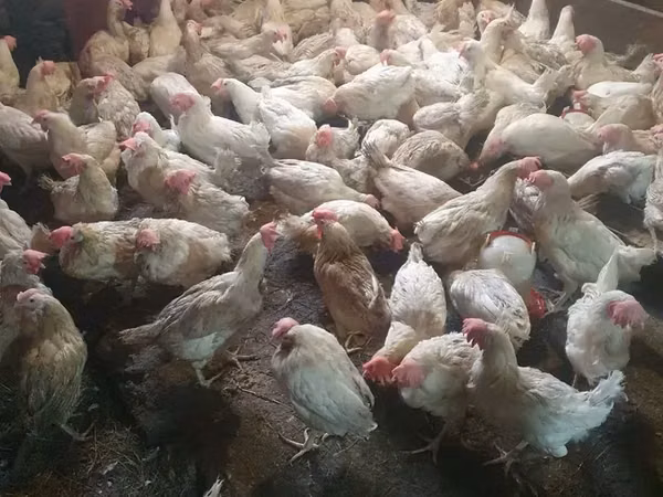 Chickens — Armaniston