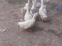 Ducks — foto 4