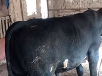 Buqa, Aberdin – Angus — 3-rasm