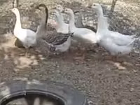 Geese — foto 2