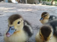 Ducks — foto 1