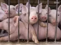 Sow, Pigs — photo 5