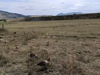 Turkeys — الصورة 4