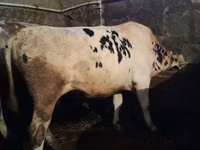 Bulle, Holstein-Rasse — Foto 1