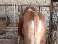 雄羊, 羊 — 写真 1
