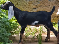 Ziege, Nubian Goat — Foto 3