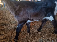 गाय, Russian Black pied cattle — फ़ोटो 2