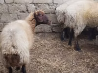Carnero, Blackheaded Persian sheep — foto 4