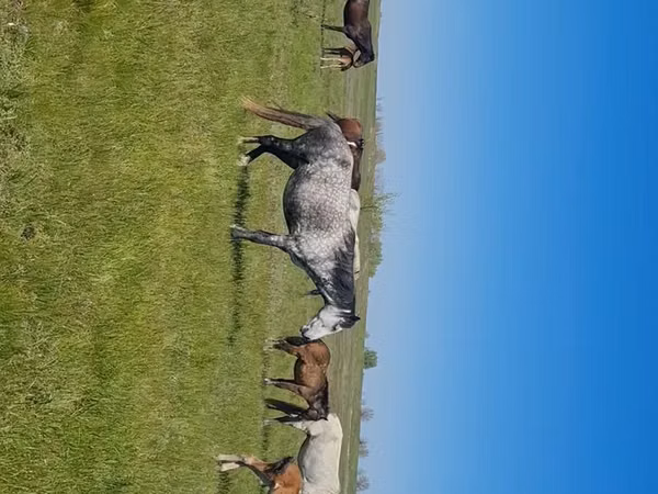 فرس, Kazakh horse