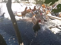 Chickens — zdjęcie 5
