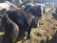 Cavalo, Gypsy horse — foto 3