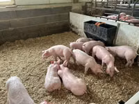 Porcs (lot, sexe non indiqué) — photo 1