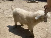 Cabra, Angora goats — foto 2
