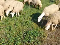 பெண் ஆடு, Karabakh sheep — புகைப்படம் 3