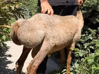 雌羊, Jaidara sheep — 写真 4
