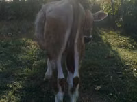 ხარი, Swiss cattle — ფოტო 2