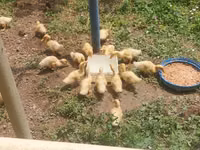 Ducks — zdjęcie 2