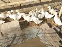 Ducks — Foto 1
