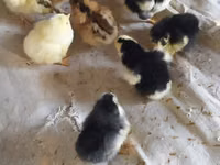Chickens — foto 7