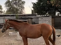 ცხენი, Kazakh horse — ფოტო 2