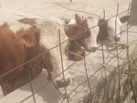 Buğa, Simmental cattle — foto 7