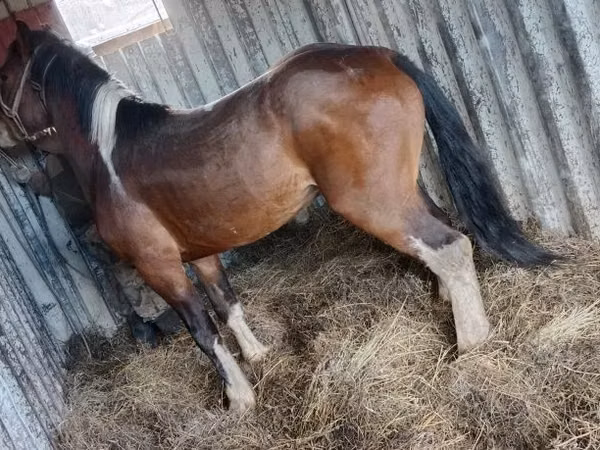 Aygʻir, Altai horse