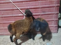 绵羊（批次，未指定性别）, Sheep — 照片 4