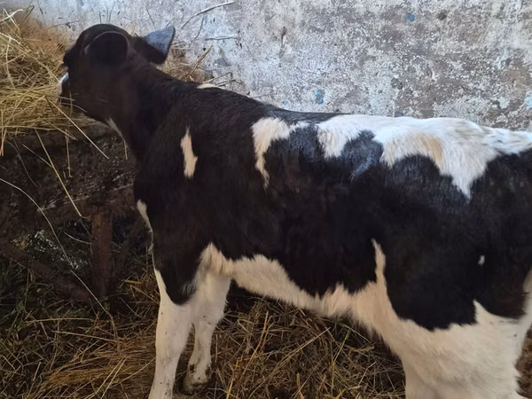 பசு, Russian Black pied cattle