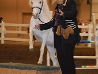 Jument, Miniature horse — photo 6