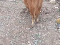 İnek, Sığır — foto 5