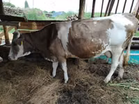 Krava, Simmental cattle — foto 6