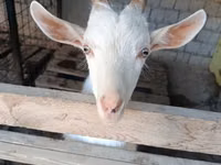 Kozioł, Saanen goat — zdjęcie 2