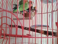 Məhsul: Qırmızı asma quş qəfəsi aksesuarlar, 1 cut popuqaylar lovebird — 照片 2