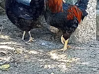 Chickens — foto 2