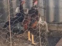 Chickens — foto 2