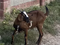 Dişi keçi, Nubian Goat — foto 1