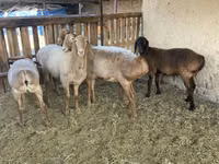 Qoç, Arashan sheep — foto 2