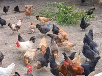 Chickens — الصورة 2