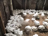 Gallinas Shamo — foto 3