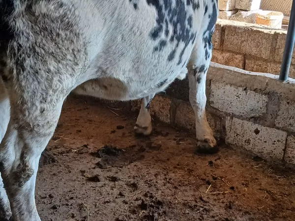Vaca, Raça Holstein