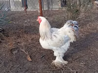 Brahma — Foto 2