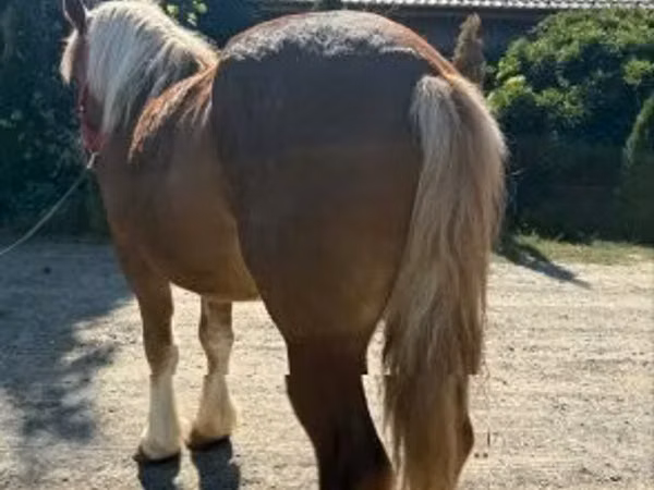 Jument, Chevaux