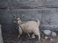 Ziegenbock, Ziegen — Foto 5