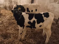 ثور, Russian Black pied cattle — الصورة 4