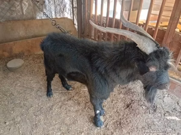 Kozioł, Nubian Goat